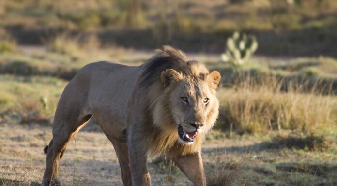 Guarda questo leone maschio che tende furtivamente un'imboscata alle iene addormentate
