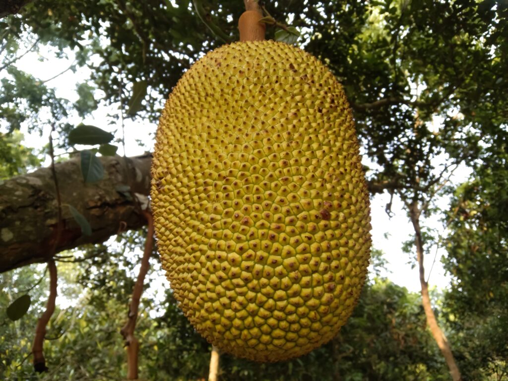 Jackfruit che cresce sull'albero