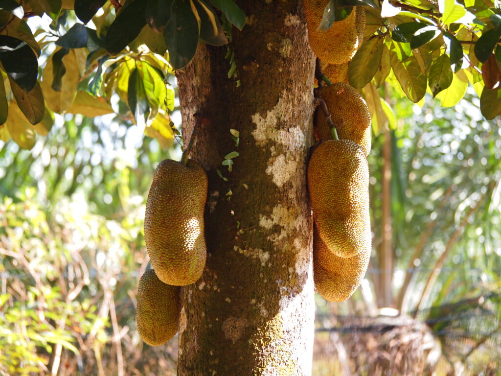 Cempedak (Artocarpus intero) frutta che cresce sull'albero