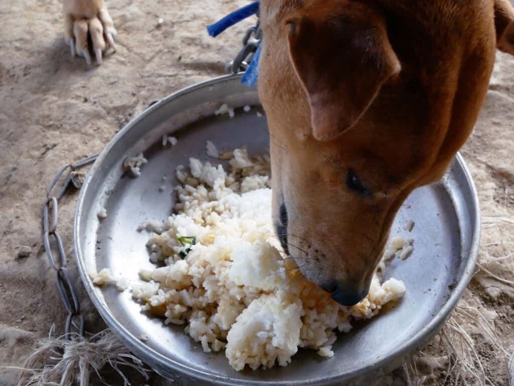 primo piano cane marrone che mangia riso con fame.