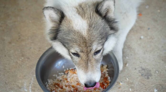  I cani possono davvero mangiare riso integrale?  Quali sono i rischi?

