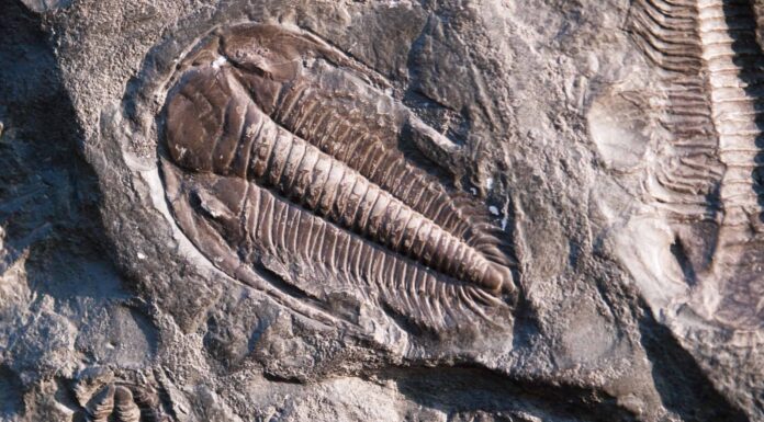 Periodo Cambriano: fatti, informazioni e cronologia
