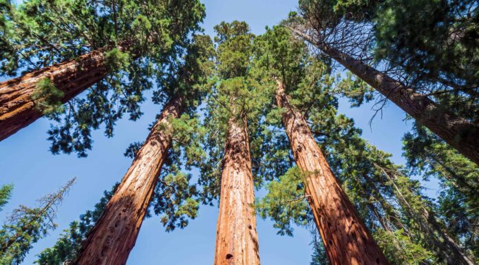 Sequoia gigante contro sequoia costiera: qual è la differenza?
