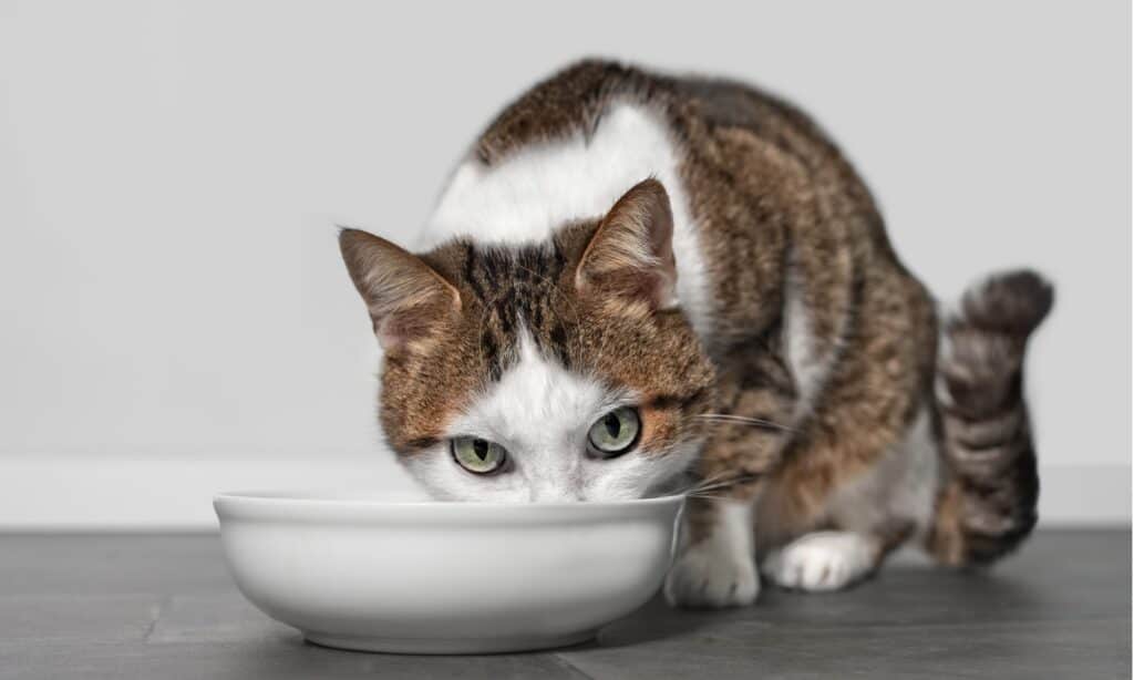 ciotole per cibo per gatti