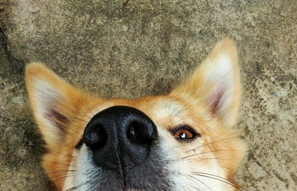  NO!  Il tuo cane non dovrebbe mangiare caramello.  Ecco perché.
