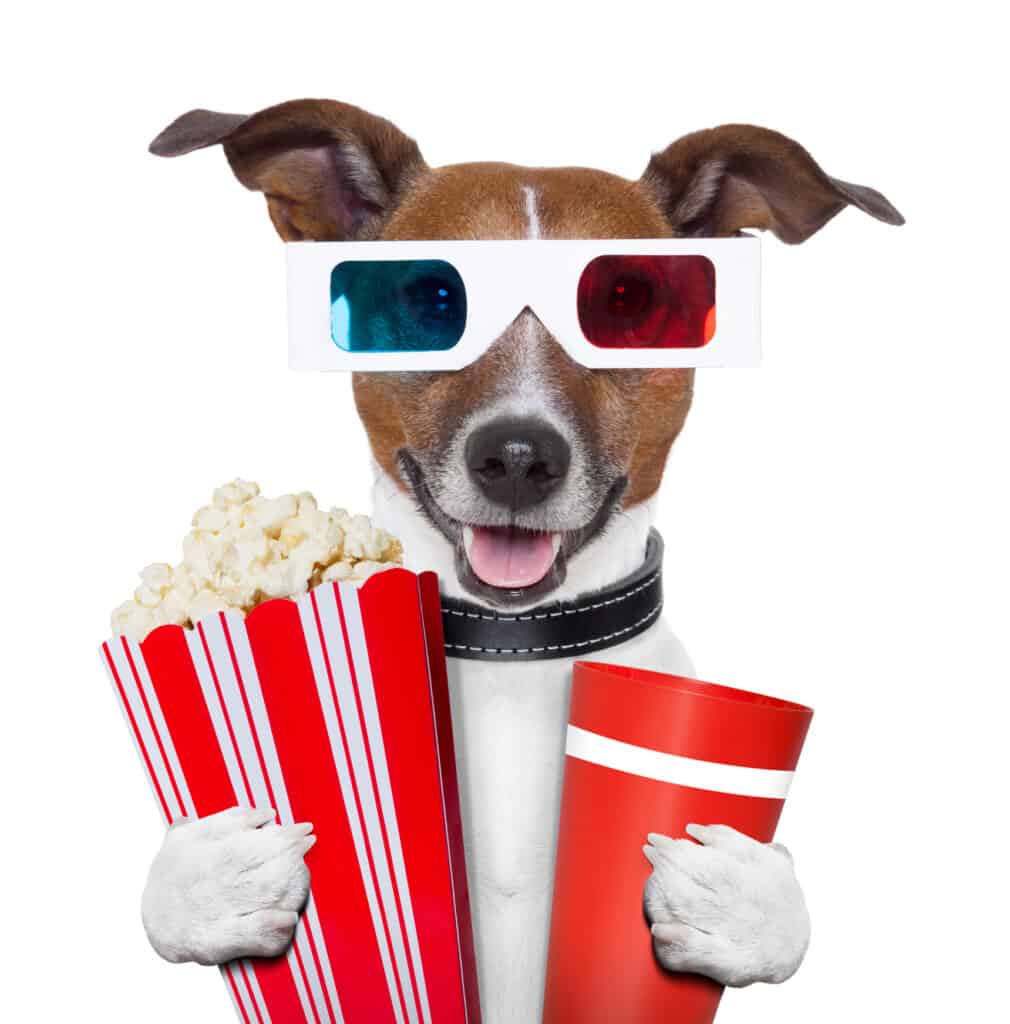 Cane che indossa occhiali 3D con in mano popcorn e un drink come se stesse andando a guardare un film.