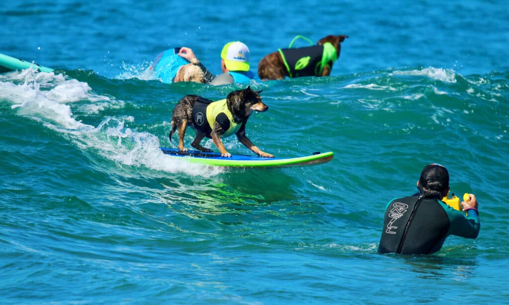 Cani su tavole da surf che navigano con i loro umani nell'oceano.