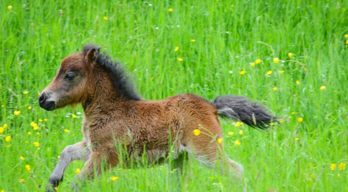 Cavallo in miniatura da tè
