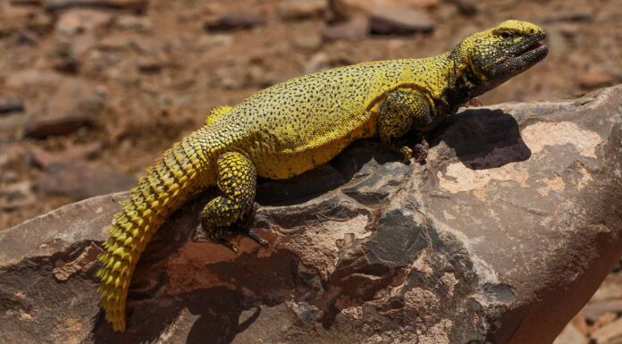 Uromastyx (lucertola dalla coda spinosa)
