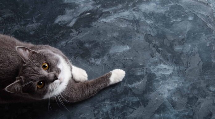 Guarda uno sciocco gatto domestico che salta dritto nel cemento fresco

