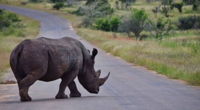 Guarda un barile di rinoceronte adulto lungo Main Street senza preoccupazioni
