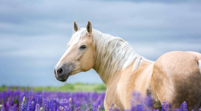 Scopri il cavallo più grande mai registrato
