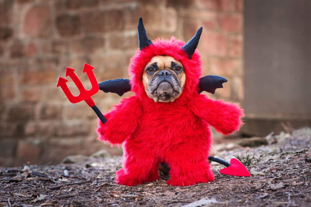 Cane, costume, diavolo, animali domestici, abbigliamento per animali domestici