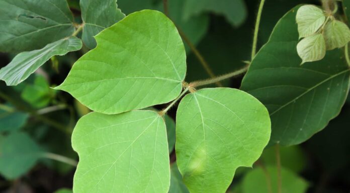 Kudzu contro Poison Ivy: sono la stessa pianta?
