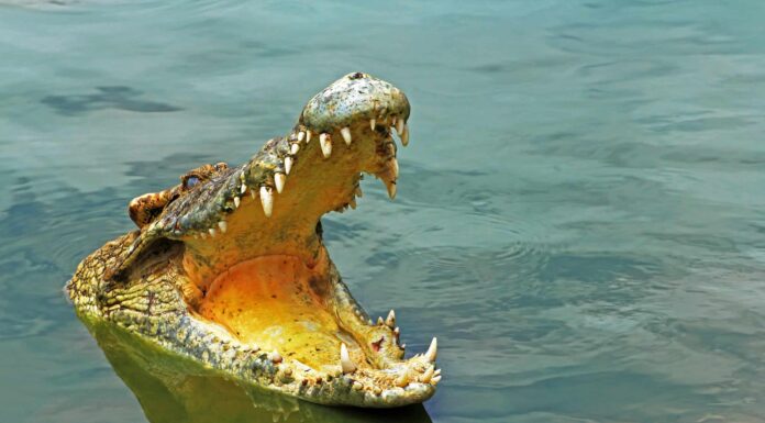 Un video terrificante mostra un gigantesco coccodrillo che insegue un nuotatore fino a riva
