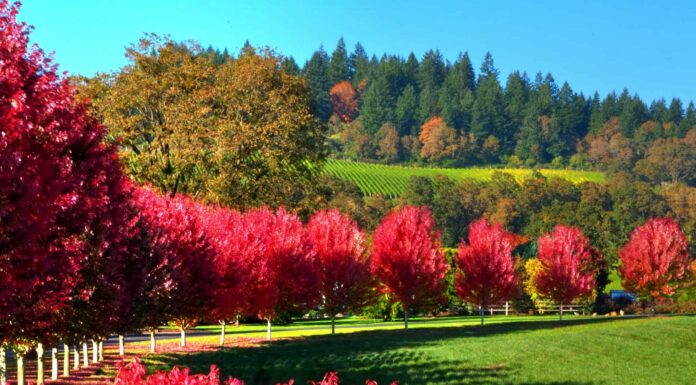 I 5 migliori spot per sbirciare le foglie in Oregon: date di punta, migliori percorsi di guida e altro
