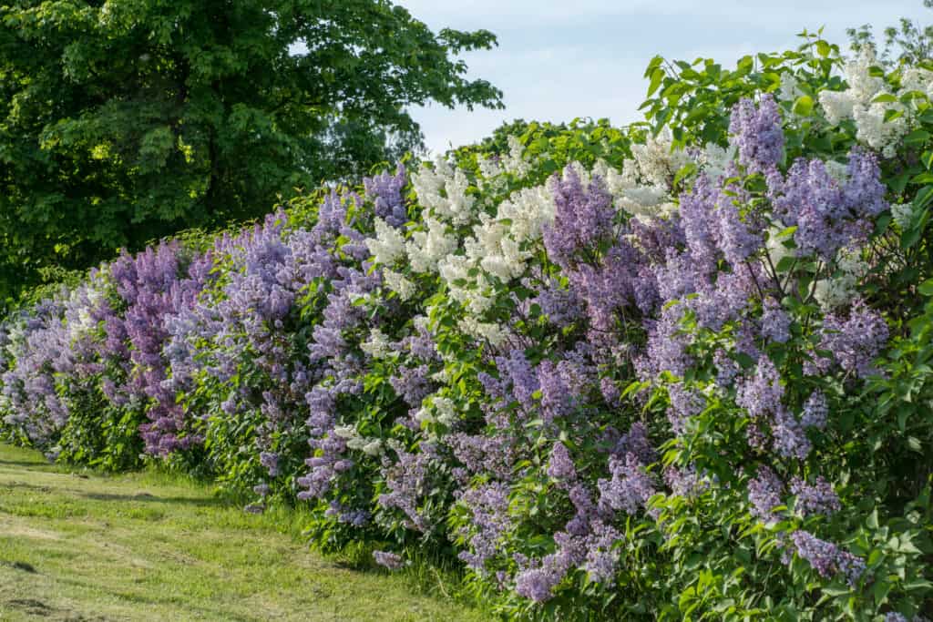 Siepe con lilla bianco e viola alla luce del sole estivo