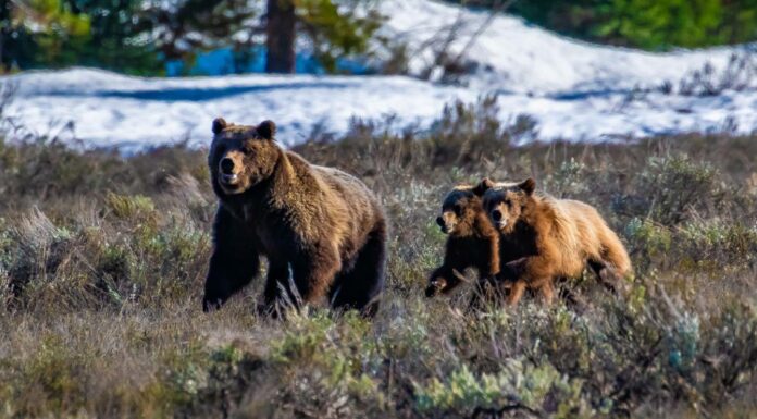 Battaglie epiche: un branco di leoni contro un gruppo di orsi grizzly
