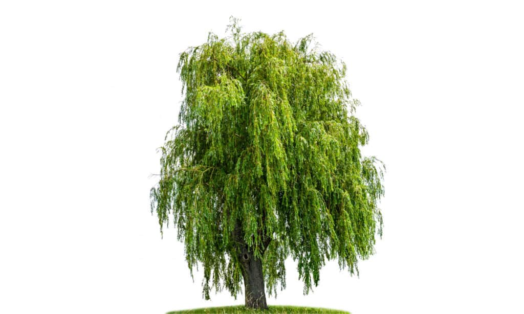 Willow Tree, salice piangente, sfondo bianco, ritagliato, albero