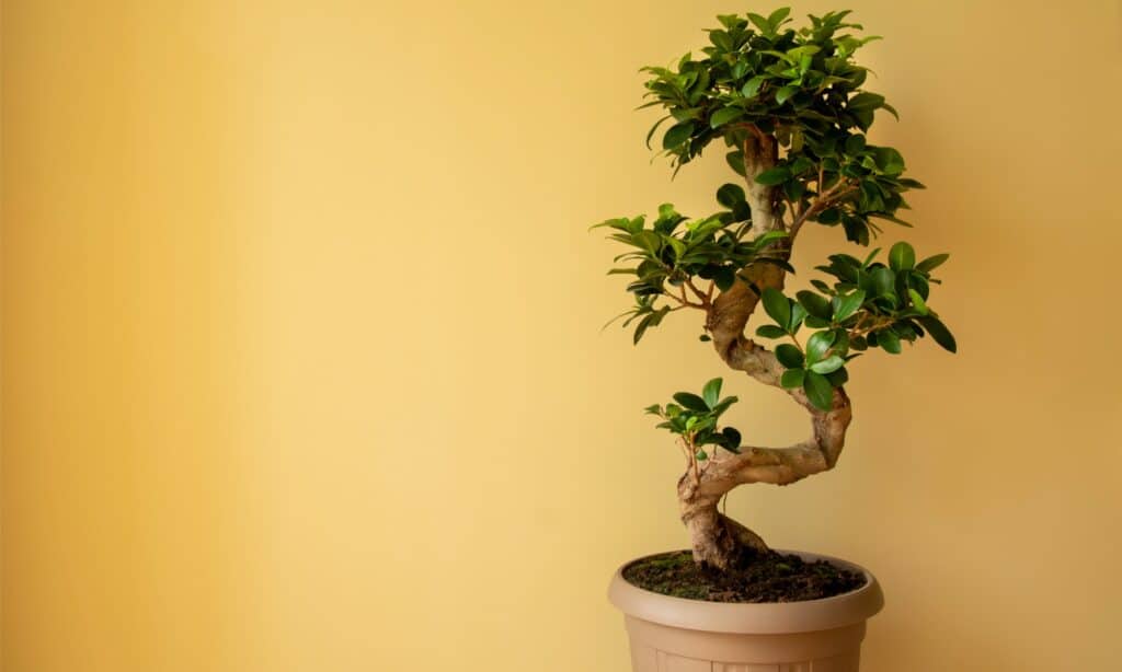 Stili bonsai