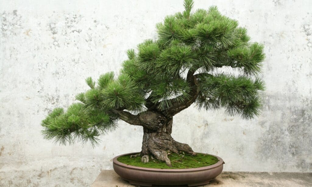 migliori alberi bonsai per principianti