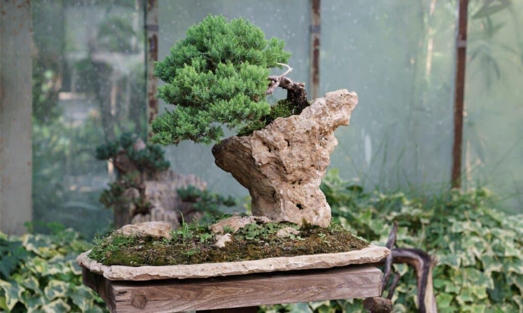 Tipi di alberi bonsai