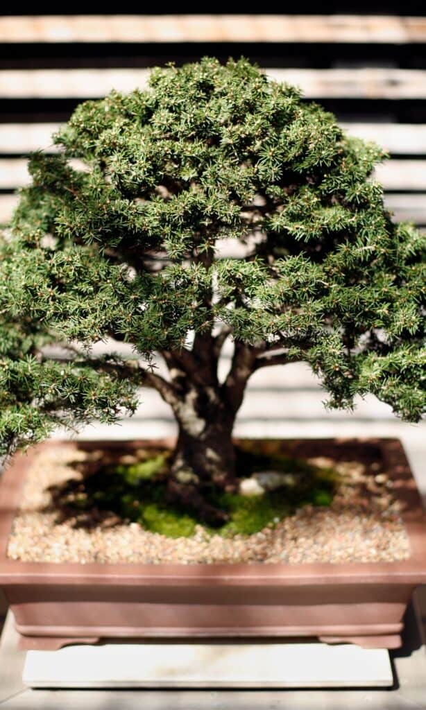 tipi di bonsai 