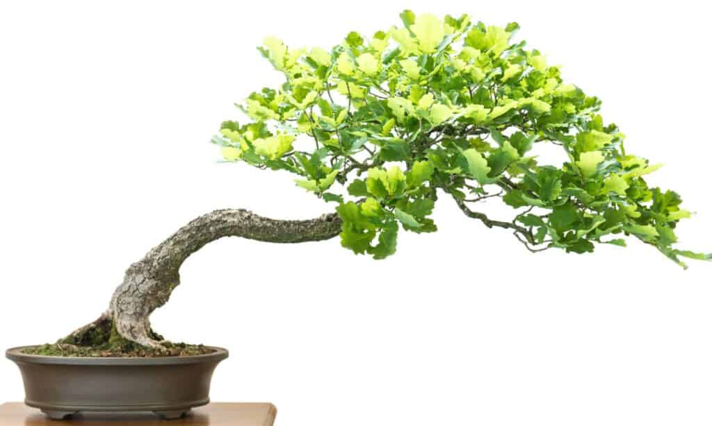 tipi di bonsai 