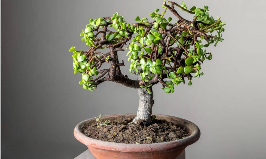 migliori alberi bonsai per principianti