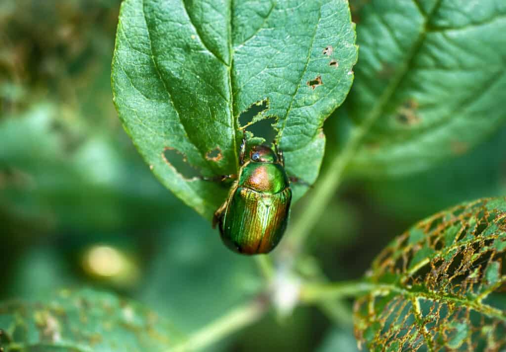 Scarabeo verde foglia