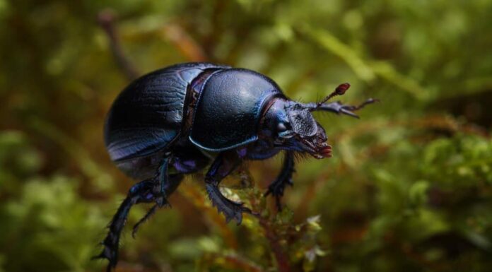 Scarabeo stercorario vs scarabeo: in cosa differiscono?
