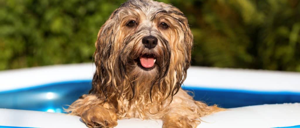 Un cane si aggira sul bordo di una piscina.