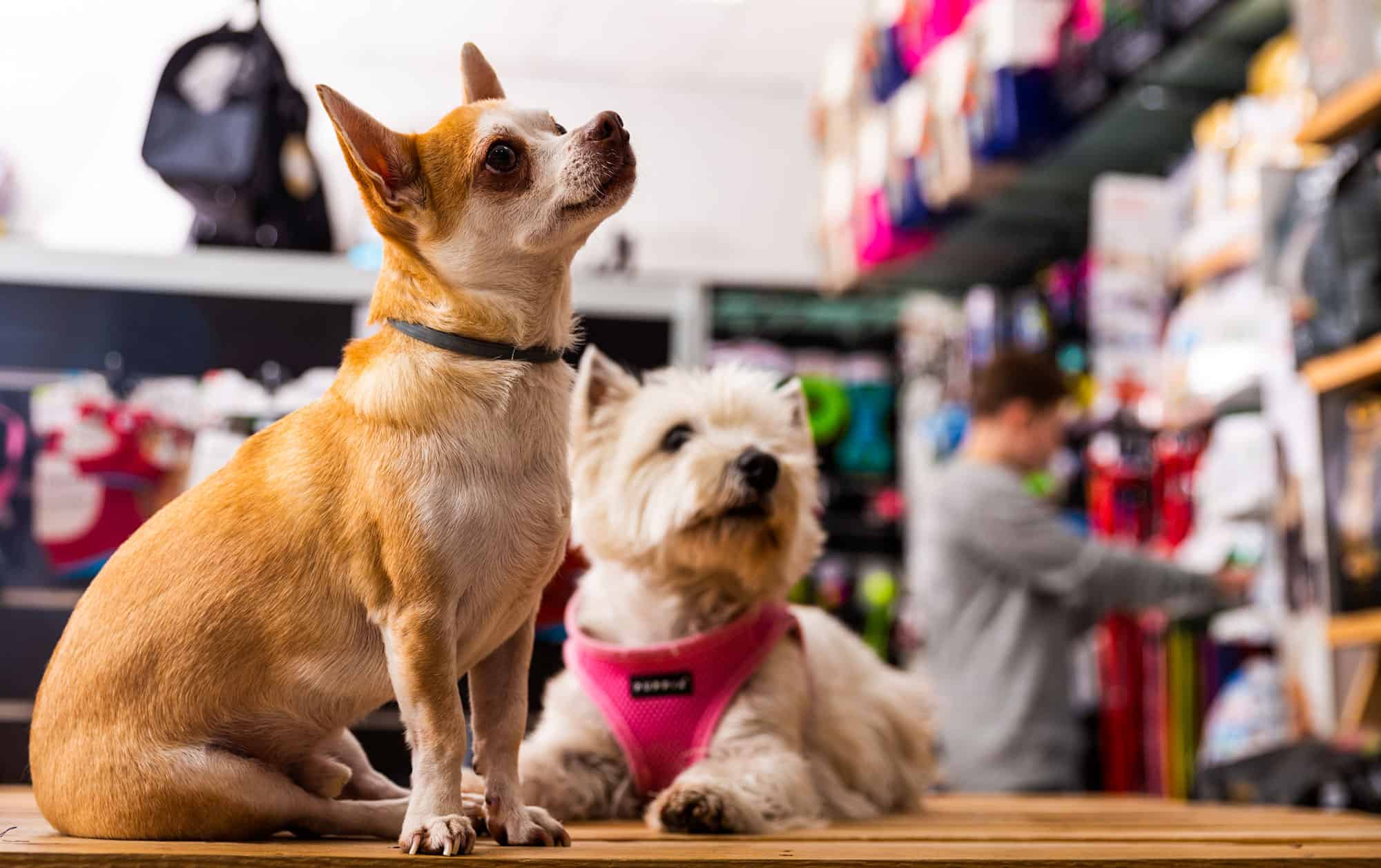 Negozio di animali, cane, alimentazione, attesa, vigilanza