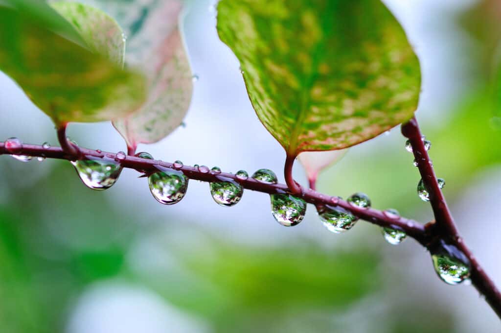 Gocce d'acqua piovana sulla pianta con foglie verdi