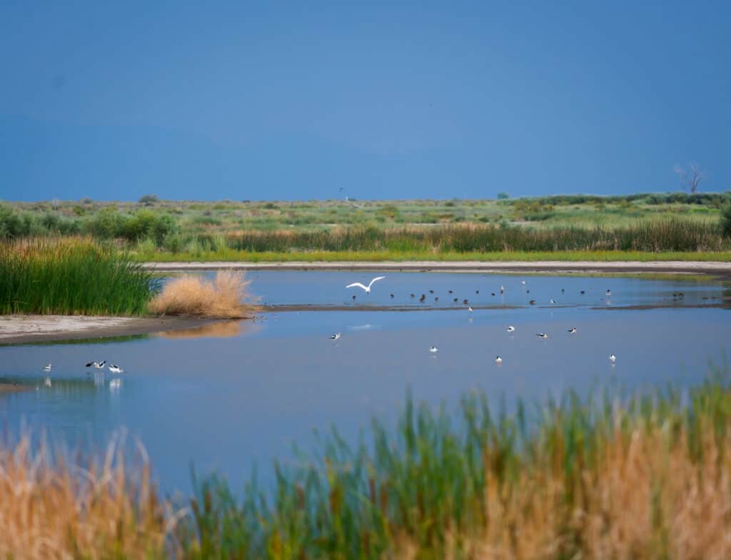 Riserva naturale nazionale di Stillwater