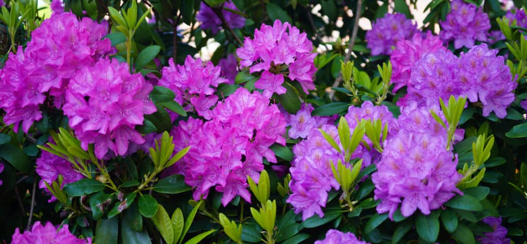 Cespuglio di rododendro con fiori viola