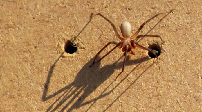 I ragni più pericolosi del Michigan quest'estate e come individuarli
