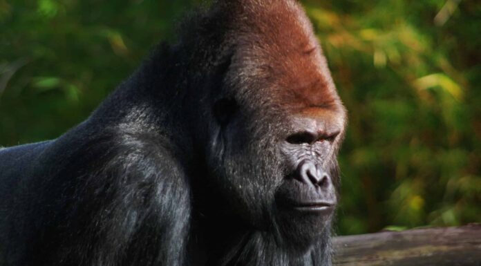 Guarda Due Silverback adulti in una battaglia di ginnastica a Omaha
