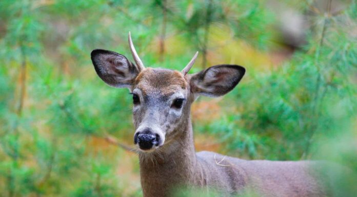 Stagione dei cervi in ​​​​Minnesota: tutto ciò che devi sapere per essere preparato
