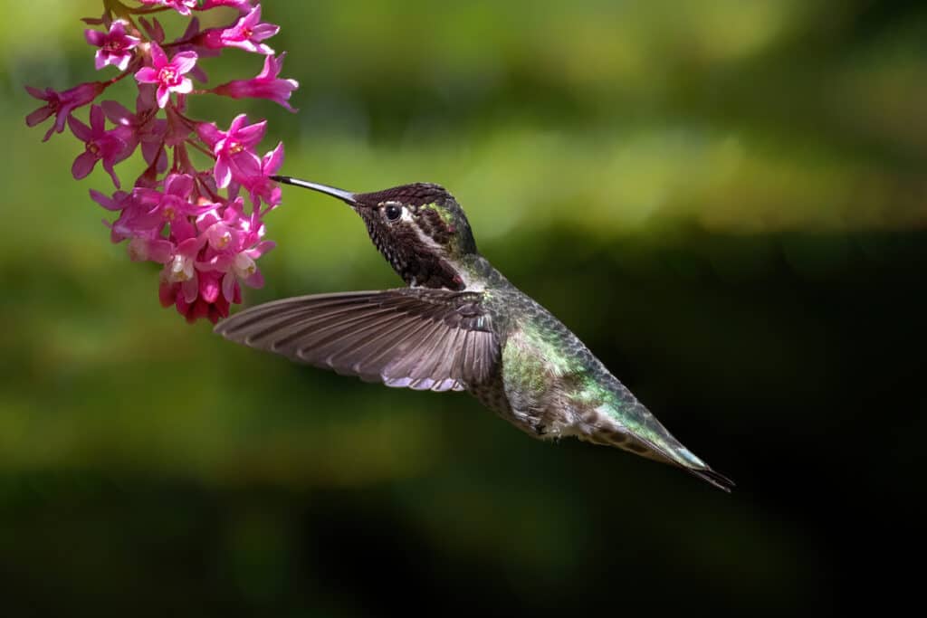 Il colibrì di Anna