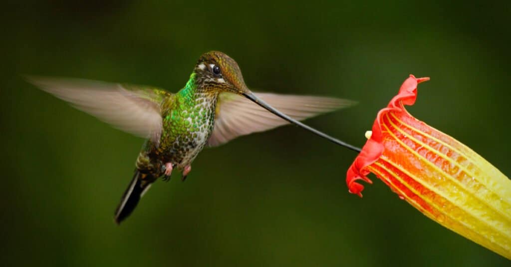 I più grandi colibrì - Colibrì dal becco a spada