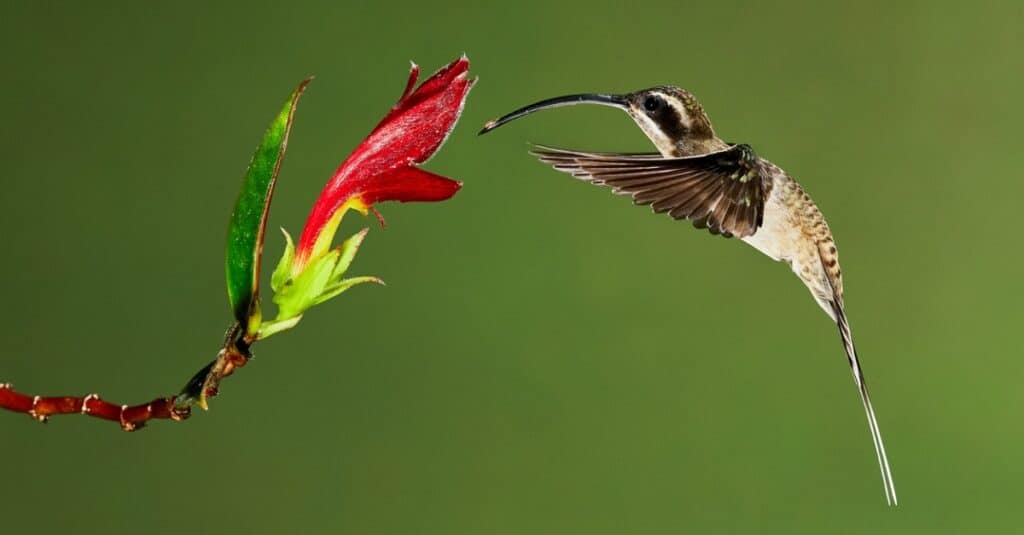 I più grandi colibrì - Eremita dal becco lungo
