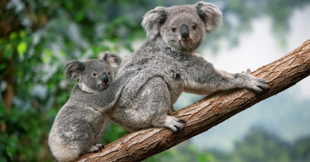 Animali con i pollici opponibili: koala