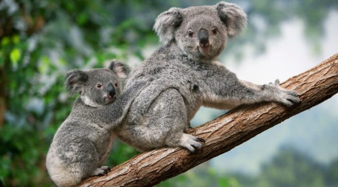 baby koala closeup