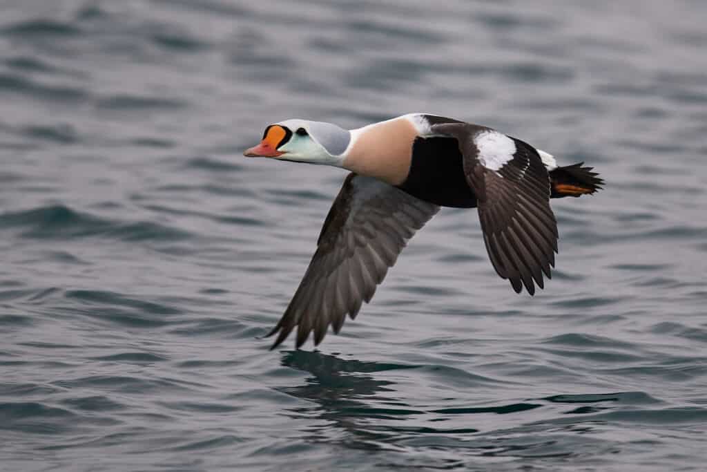 King Eider Duck volare sopra il lago