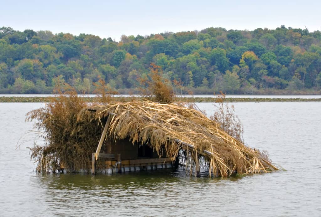 Anatra cieca nel lago