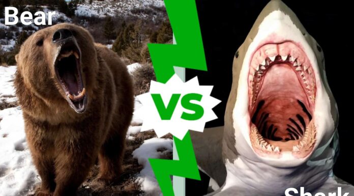 Orso grizzly contro squalo bianco: quale incontro è più pericoloso?
