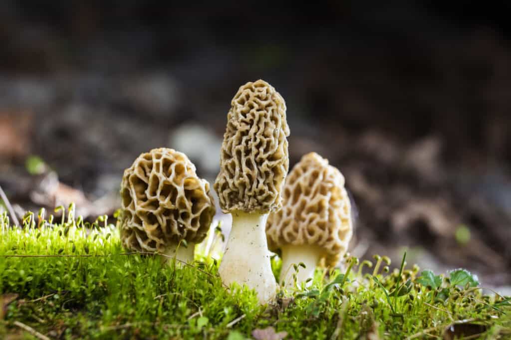 I funghi spugnole hanno un cappello con creste a nido d'ape