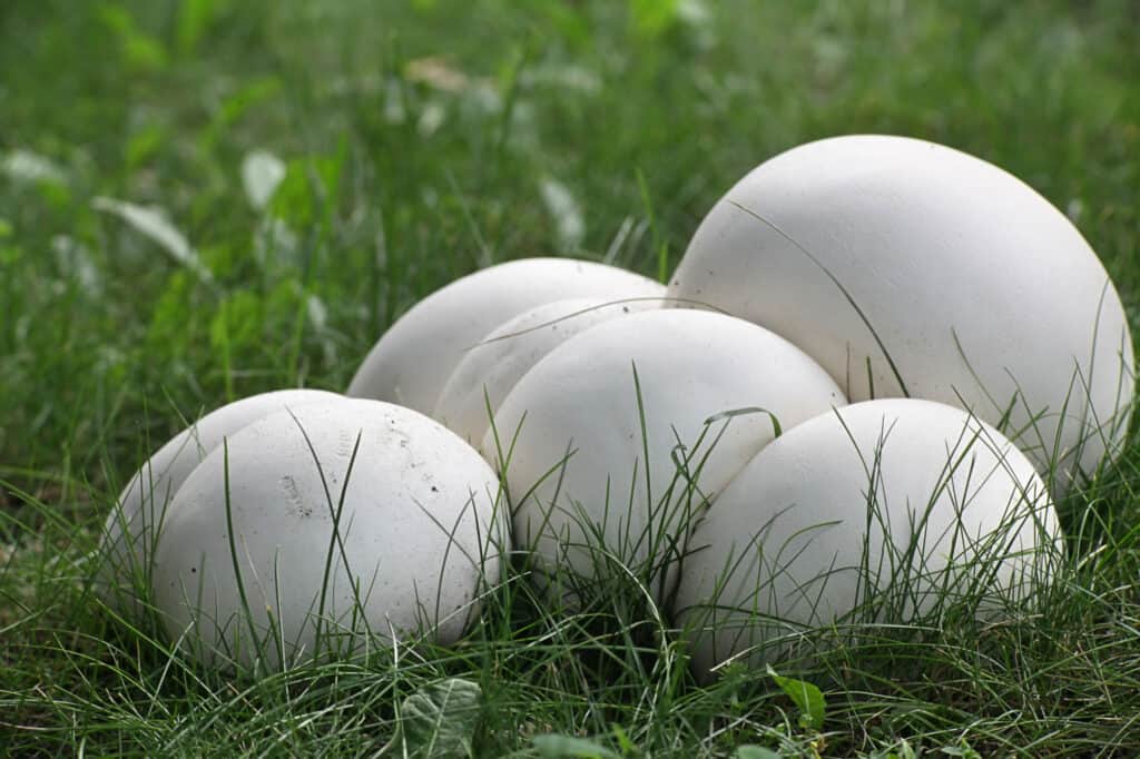 funghi palla giganti in natura