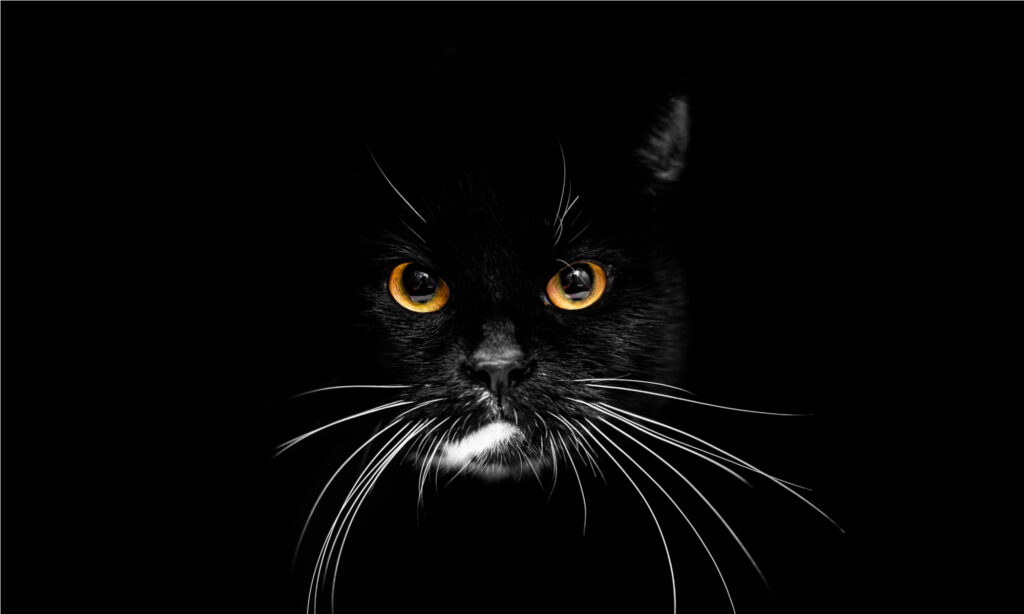   I gatti neri sono visti come cattivi presagi, soprattutto se sono tra gli animali che invadono un campo sportivo!